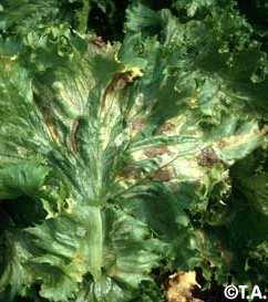 Lettuce Downy Mildew Plant resistance to