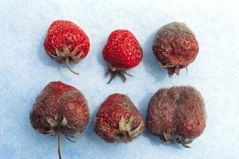 Strawberries: Gray Mold (Botrytis Fruit Rot)