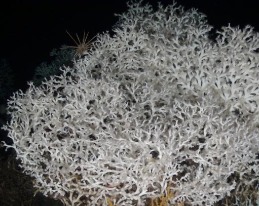 Lophelia pertusa COLONIES: up to 1 m high COMMON NAME: white coral, cold water coral HABITAT: rocky bottoms usually in depths over 300 m THREATS: extremely sensitive to the impact of human activities