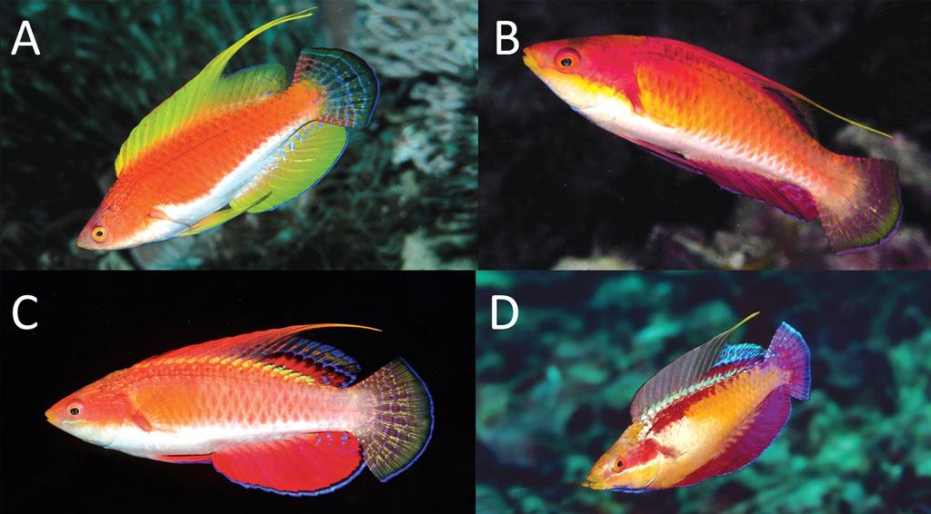 Figure 8. Cirrhilabrus filamentosus, (A), underwater photo of adult male, approx. 60 mm SL, Nusa Penida, Lesser Sunda Islands, Indonesia and C.