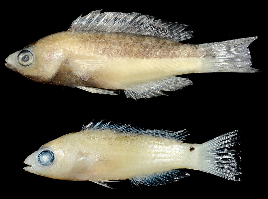 along ventral aspect from chin to pelvic-fin base; eye with red iris and thin yellow ring around pupil; dorsal fin yellow orange, except first spine dark brown and brownish area on basal part of