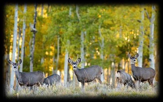 A voucher will be provided to the winners of this drawing that can be redeemed for the elk or deer license. The cost of the license will be the responsibility of the winner.