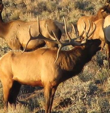 bid price Take advantage of this special opportunity from Colorado Parks and Wildlife to hunt elk in this beautiful state for more than four months!