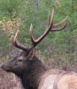 Spike Bull = Yearling Bull One year old bull elk Key 5 Point Bull = 2 Year Old Bull Elk Classified as Montana Adult