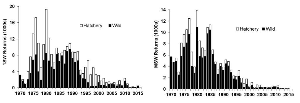 Figure 4. Estimated wild and hatchery-origin 1SW and MSW returns destined for upriver of Mactaquac Dam, Saint John River, 1970-2015. Hatchery fish were present in very small numbers between 2011-2015.