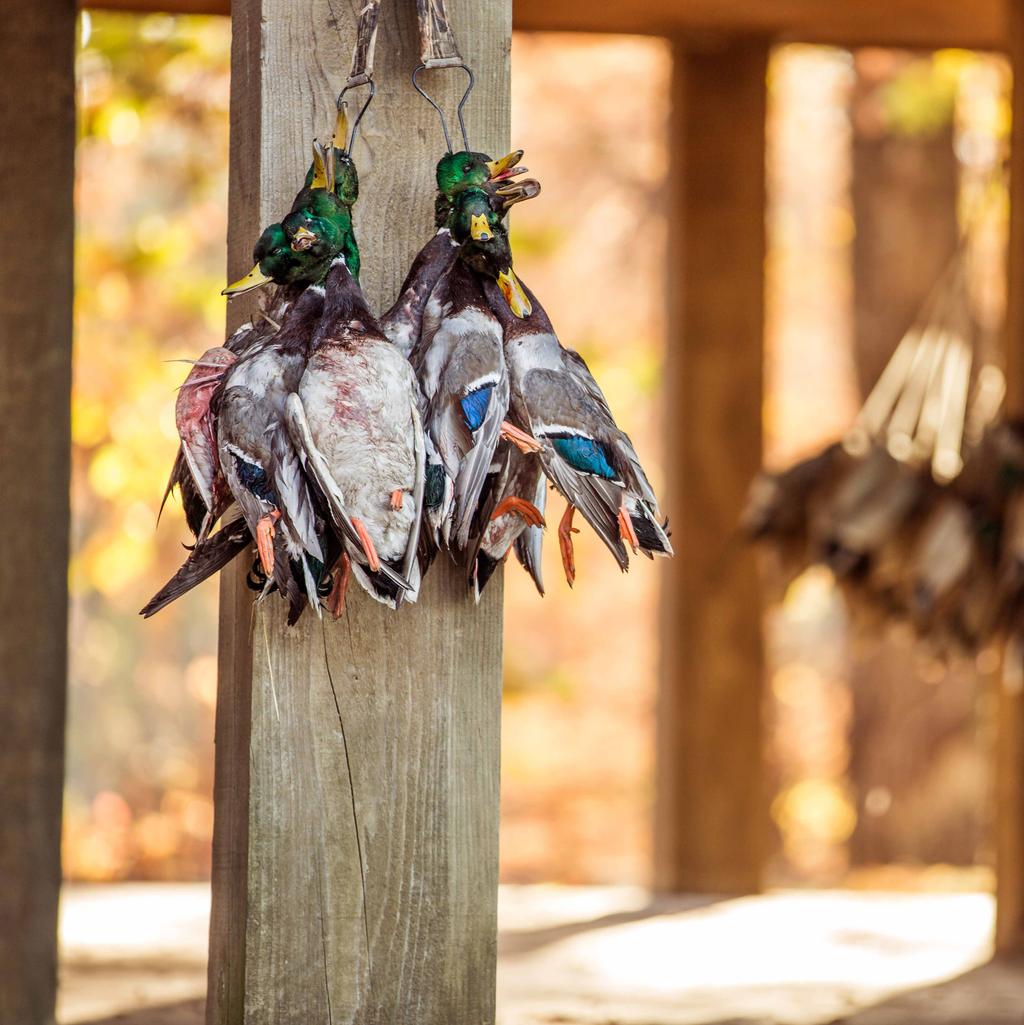 TABLE OF CONTENTS GOOSE DECOYS... 6 DUCK DECOYS... 14 GROUND BLINDS.