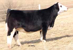 THE GATHERING Sale Report 2016 The Gathering Sale hosted by Shoal Creek Land & Cattle was held Saturday April 2, 2016 at the Shoal Creek Sale Facility near Excelsior Springs, MO.