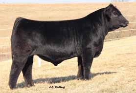 11 SC Ruby C111 $7,250 2A SC Pay The Price C11 $7,000 LLSF Pays To Believe ZU194 x Akers Ruby