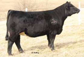 Buyer: J7J Simmental, Winamac, IN 57 275 Commercial Female Heifer Calf at side Breeder: RS&T Simmentals Buyer: BF Black Simmental, Auburn, NE $5,250 5 Double R Cowgirl C252 $5,000