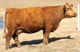 Candace HR/RR W3189 $5,000 CCR Cowboy Cut 5048Z x Double R Miss 29G T18 Fall Open Breeder: Double R Cattle Company Buyer: Shoal Creek Land & Cattle, Excelsior Springs, MO Sale