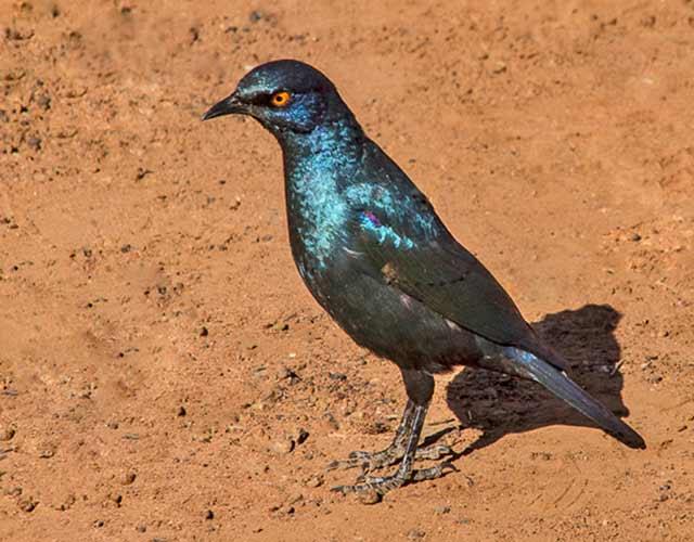 Cape Glossy Starling Example of a typical day: Generally the day was planned around two game runs of about four hours each. Wake-up call at around 5:30 a.m.: coffee and frequently a hard biscuit called a rusk was served Seated in the open nine-passenger, graduated seat-height vehicle by 6 a.