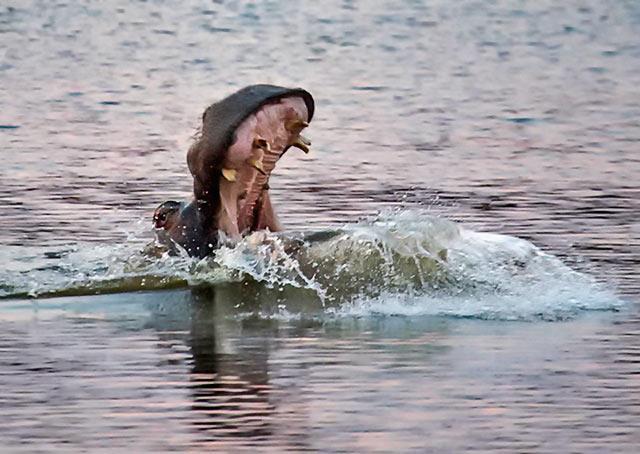 Hippopotamus yawn and display of teeth is a warning signal Tip 2: Research a Chosen Location With eight knowledgeable photographers and seasoned travellers ready to take a safari to Africa, the