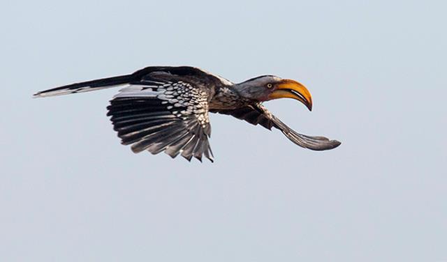 Southern Yellow-billed Hornbill Tip 4: General Travel Logistics Lessons Learned Rest upon arrival: Plan to arrive the day before the booked day-long tours begin.