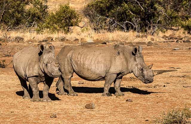 White Rhinoceros It has a square mouth for eating grass, carries its head down close to the ground, has a hump on its back, and is larger than the black rhino.