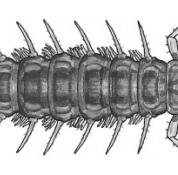 Snipe Fly Larva
