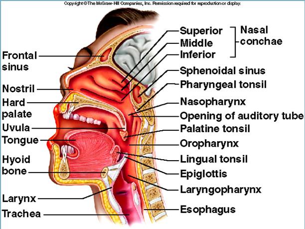 16-8 16-7 Larynx (voicebox) helps keep particles from