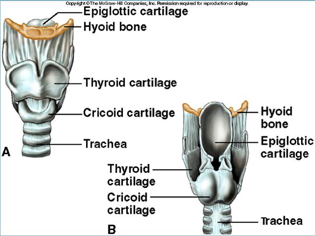 composed of framework of muscles and cartilage bound by