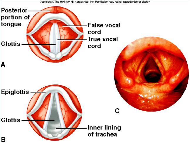 Vocal Cords: two pairs of muscle folds and connective