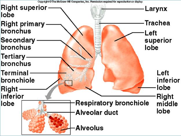 Trachea (windpipe) extends downward anterior to esophagus into thoracic cavity splits into right and left bronchi.