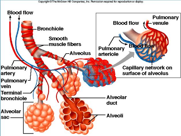 16-14 Bronchial Tree branched tubes leading from the trachea to the alveoli First: R and L primary Bronchi Then: subdivide to Bronchioles Then: alveolar ducts Finally: alveoli.