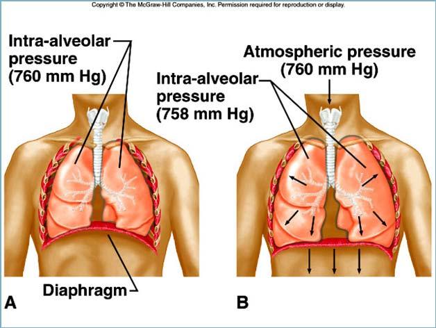 Breathing Mechanism Ventilation (breathing): movement of air in and out of the lungs composed of inspiration and expiration. Inspiration Atmospheric pressure moves air into the lungs.