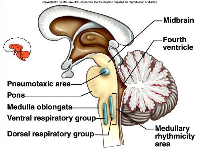 Control of Breathing Normal breathing is rhythmic, involuntary act even though the muscles are under voluntary control.