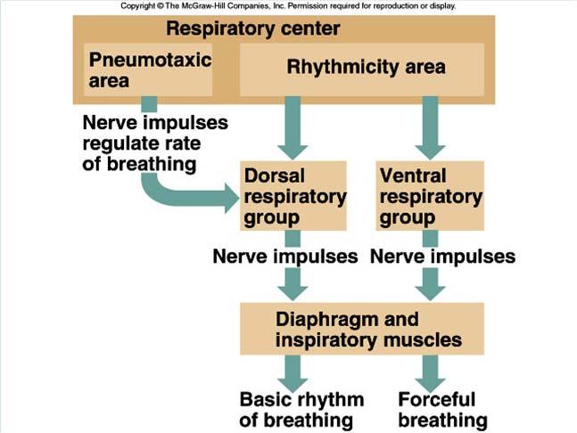 Inactive during expiration Neurons in pons are inhibitory and help regulate the rate of breathing emitted from medulla.
