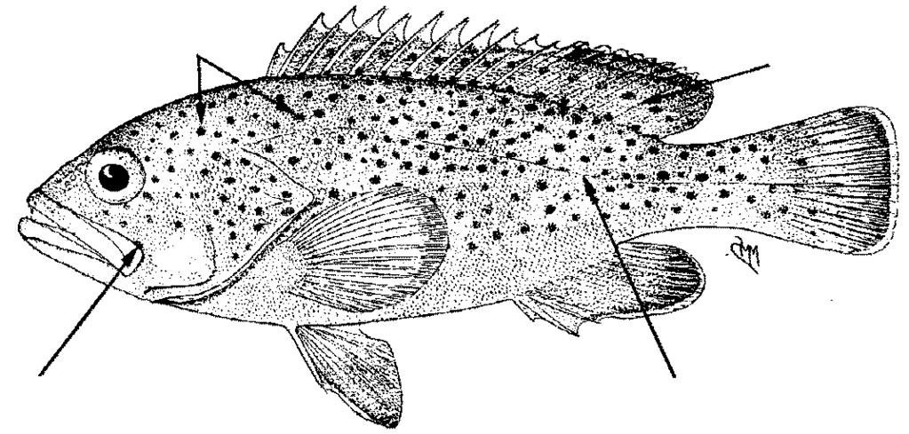 fourth and fifth and sixth dark bars; adults pinkish grey without bars, the fins darker except for broad pale margins on caudal fin and soft dorsal fin; skin of body wrinkled in a narrow zone along