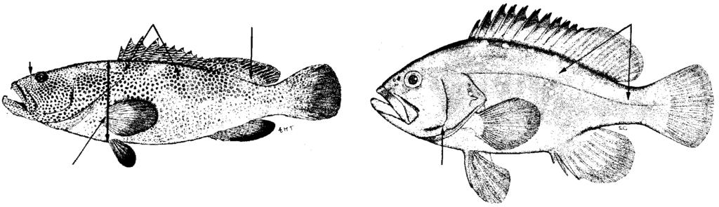 Groupers of the World 83 16a. Caudal fin truncate to slightly convex; nostrils subequal; pectoral-fin rays 19 to 20; caudal peduncle depth 3.2 to 3.