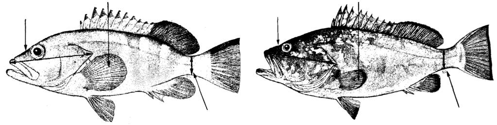Caudal fin slightly emarginate; posterior nostrils of adults more than twice diameter of anteriors; pectoral-fin rays 18; caudal-peduncle depth 3.