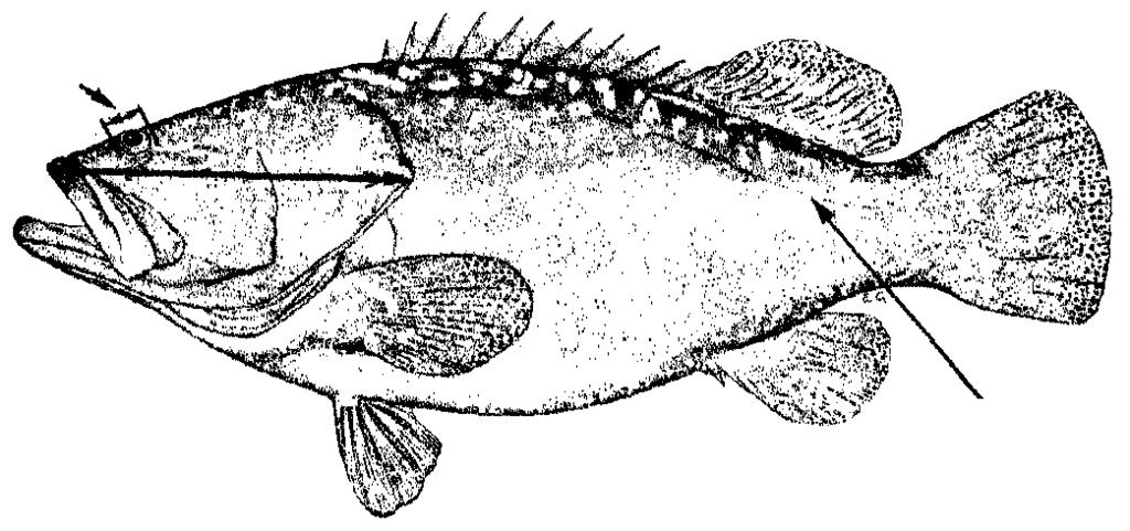 fish; maximum total length about 2.7 m; juveniles yellow, with 3 broad black bars on body and irregular broad black bands on head (Fig. 179, Plate XVI) (Indo-Pacific)... E.