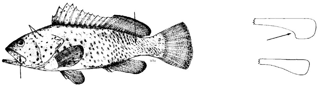 86 FAO Species Catalogue Vol. 16 28a. 28b. Dorsal-fin rays 16 to 18; dark spots on pectoral fins progressively smaller distally; pelvic-fin length 2.2 to 2.6 times in head length (Fig.