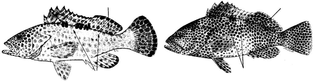 88 FAO Species Catalogue Vol. 16 34a. Dark spots on head and body less than half size of pupil; dark brown to black spots on fins (except spinous dorsal fin) much larger than those on body (Fig.