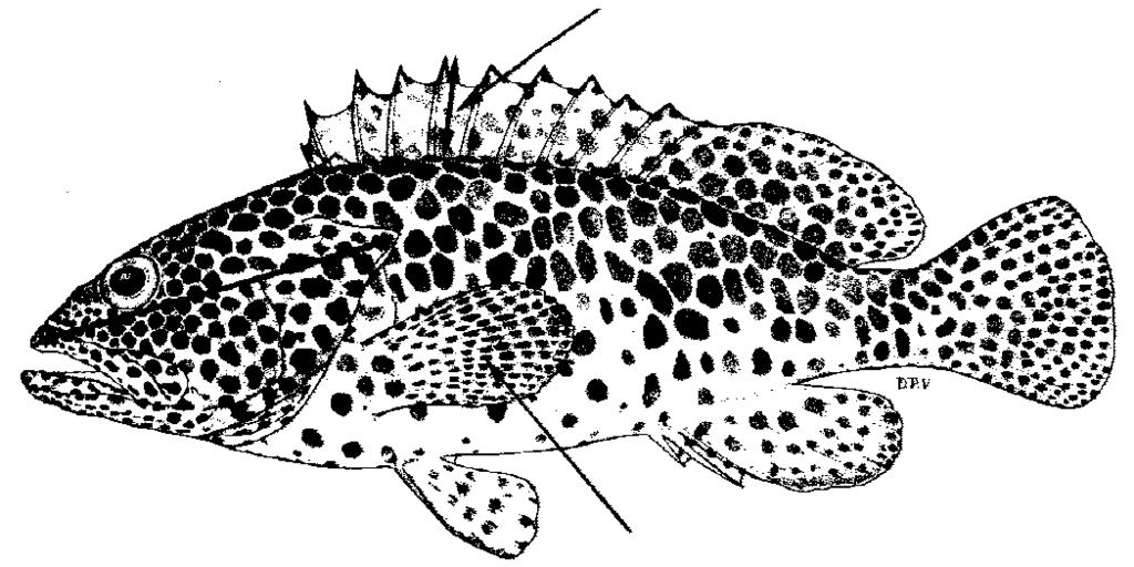 Dark spots on body larger than pupil; dark spots on fins smaller than those on body; maxilla usually reaching to or past a vertical at rear edge of orbit (Fig. 191).