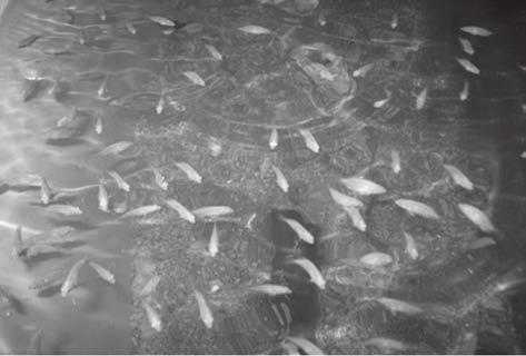 This collection of eggs saves the parent fishes from extending parental care which in turn enables the next spawning in a shorter gap of time which increases the total seed production from a pair of