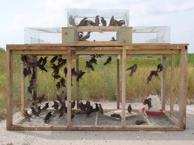 This can be accomplished through: Hunting Trapping
