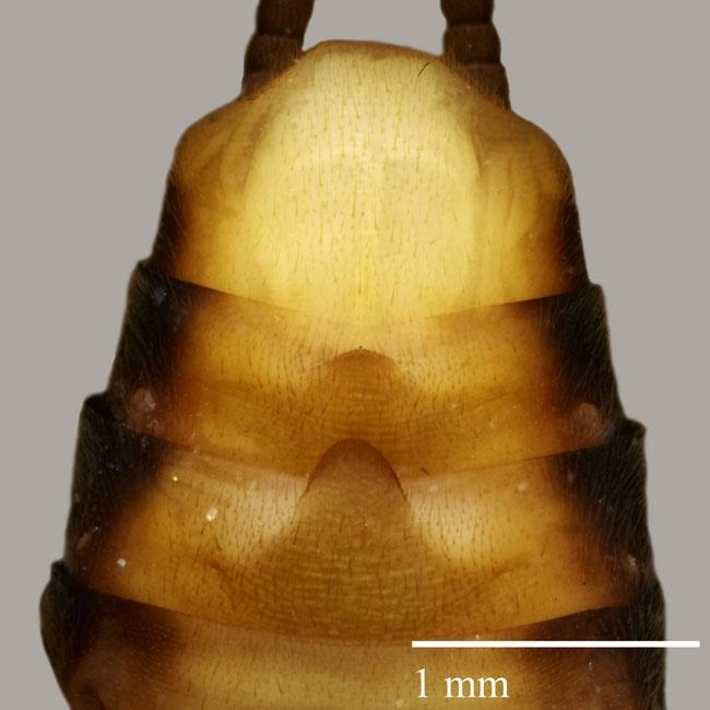3 Fig. 3. Male sterna 6 10 of Diploperla janeae sp. n., Helton Creek, Grayson Co., Virginia, 5X. Adult. Macropterous. Body length, male 11.7 13.9 mm (n = 5); female 12.1 13.