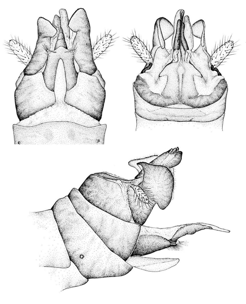 of Soyedina Ricker, s and an annotated checklist. Illiesia, 13(03):30-49. https://doi.org/10.25031/2017/13.03 3 4 5 Figs. 3-5. Soyedina amicalola sp. n. 3. Male vesicle, ventral. 4. Male terminalia, dorsal.