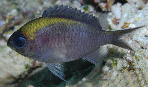 Chromis athena, underwater photograph of anesthetized freshly collected holotype,