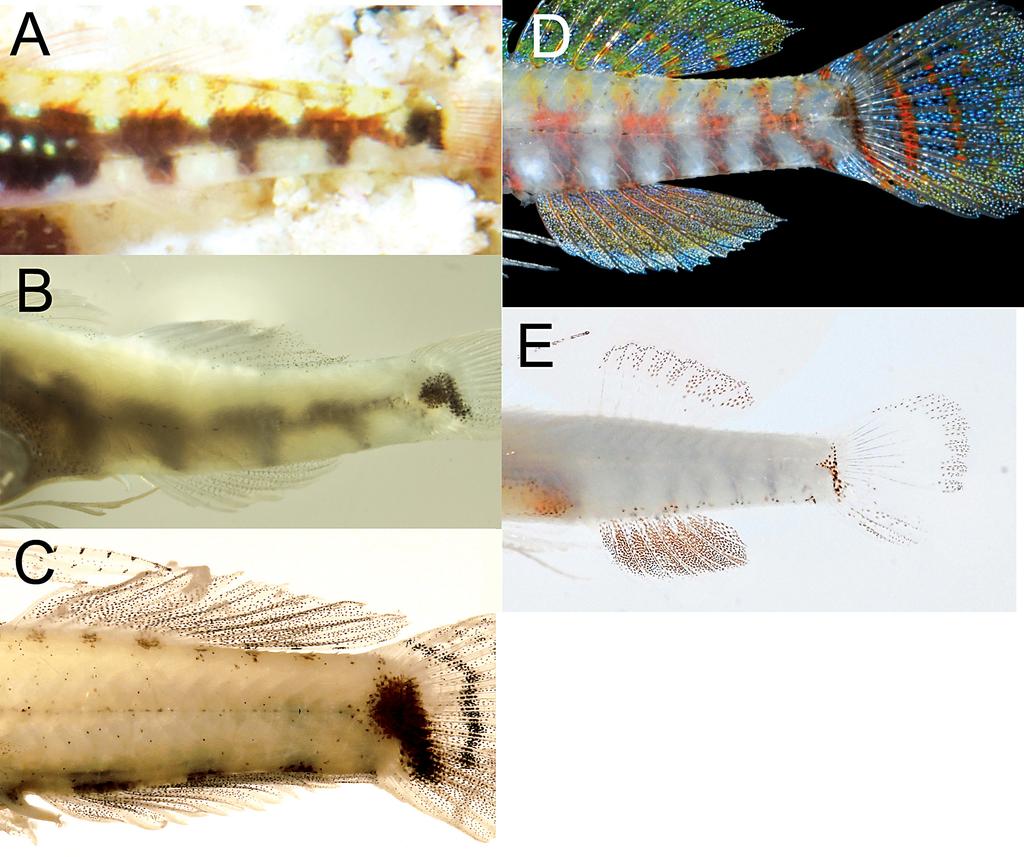 Figure 3. Comparison of ventral post-anal bars and spots: A) E. imitata, live; B) E. imitata, 95% ethanol fixed, CAS 243777 (FB3); C) E. imitata, holotype, formalin-fixed; D) E.