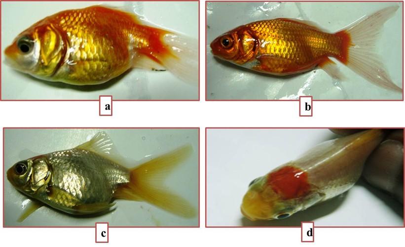 2. Materials and Methods 2.1. Sample collection Live specimens of C. auratus were purchased from an ornamental fish aquarium in Kochi (Kerala, India). Three phenotypic varieties of C.