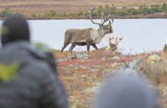 Caribou tracking We will explore local eskers of the Tundra on foot to track wildlife following
