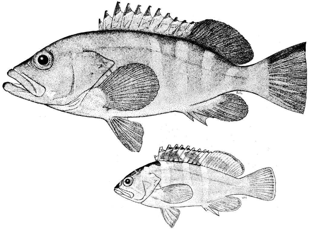 click for previous page 224 FAO Species Catalogue Vol. 16 Epinephelus retouti Bleeker, 1868 Fig. 397; PI. XXIF SERRAN Epin 51 Epinephelus Retouti Bleeker, 1868:339 (type locality: Réunion).