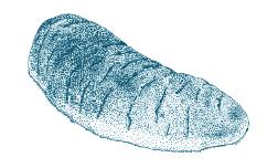 Elephant trunkfish Holothuria fuscopunctata minimum size (live): 45 cm (dried):