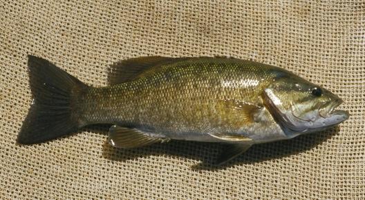 SMALLMOUTH BASS Micropterus dolomieu By 1925, 5000, Smallmouth Bass had been introduced to the Yakima River