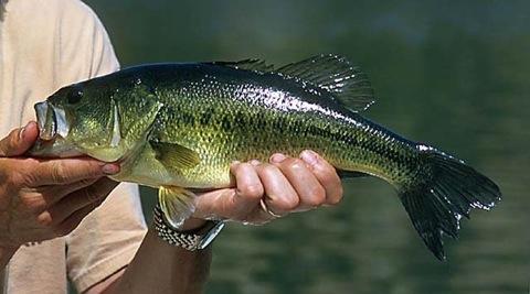 LARGEMOUTH BASS Micropterus Salmoides Widely introduced into Washington by 1895 the Largemouth Bass has