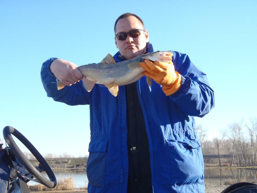 Fish Predator Wapato Reach Northern Pike Minnow CPUE at spawning times average up to 5 fish per minute