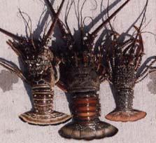 under a biological opinion. The need for the action is to keep the Caribbean spiny lobster stock at a level that will produce optimum yield (OY).