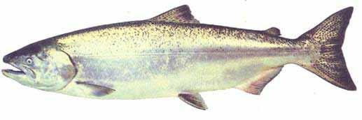 Siska Salmon & Human Health Project Overview Nłekepmx Knowledge Indicators of Salmon and River Health: Measured at Siska Sockeye and Chinook