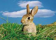 there are greens on which the rabbits are the chief, and almost the only, greenkeepers. The rabbits crop the grass short and produce an admirable quality of springy turf.